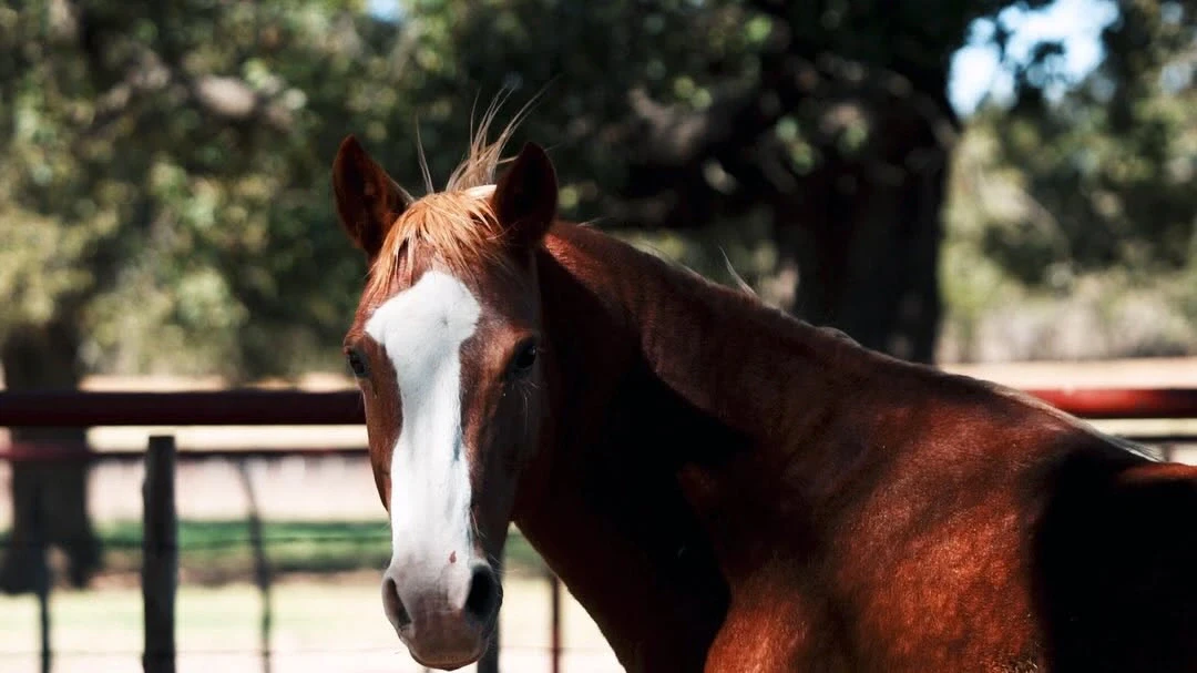 A chestnut horse with a wide white blaze stands in a fenced outdoor pen with trees in the background.
