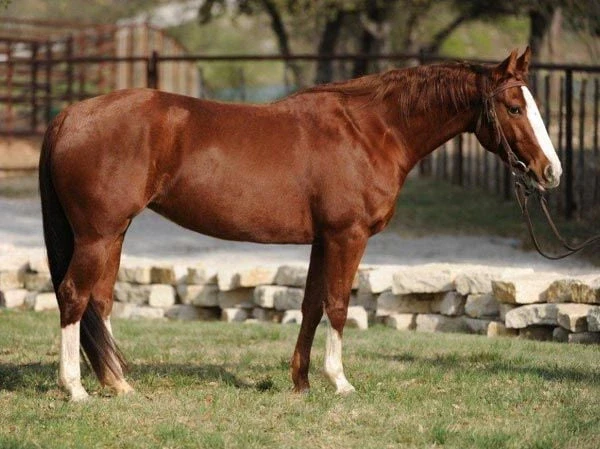 A chestnut horse with a white facial marking and white hind socks stands in profile on grass near a stone retaining wall and metal pipe fencing, wearing a bridle.