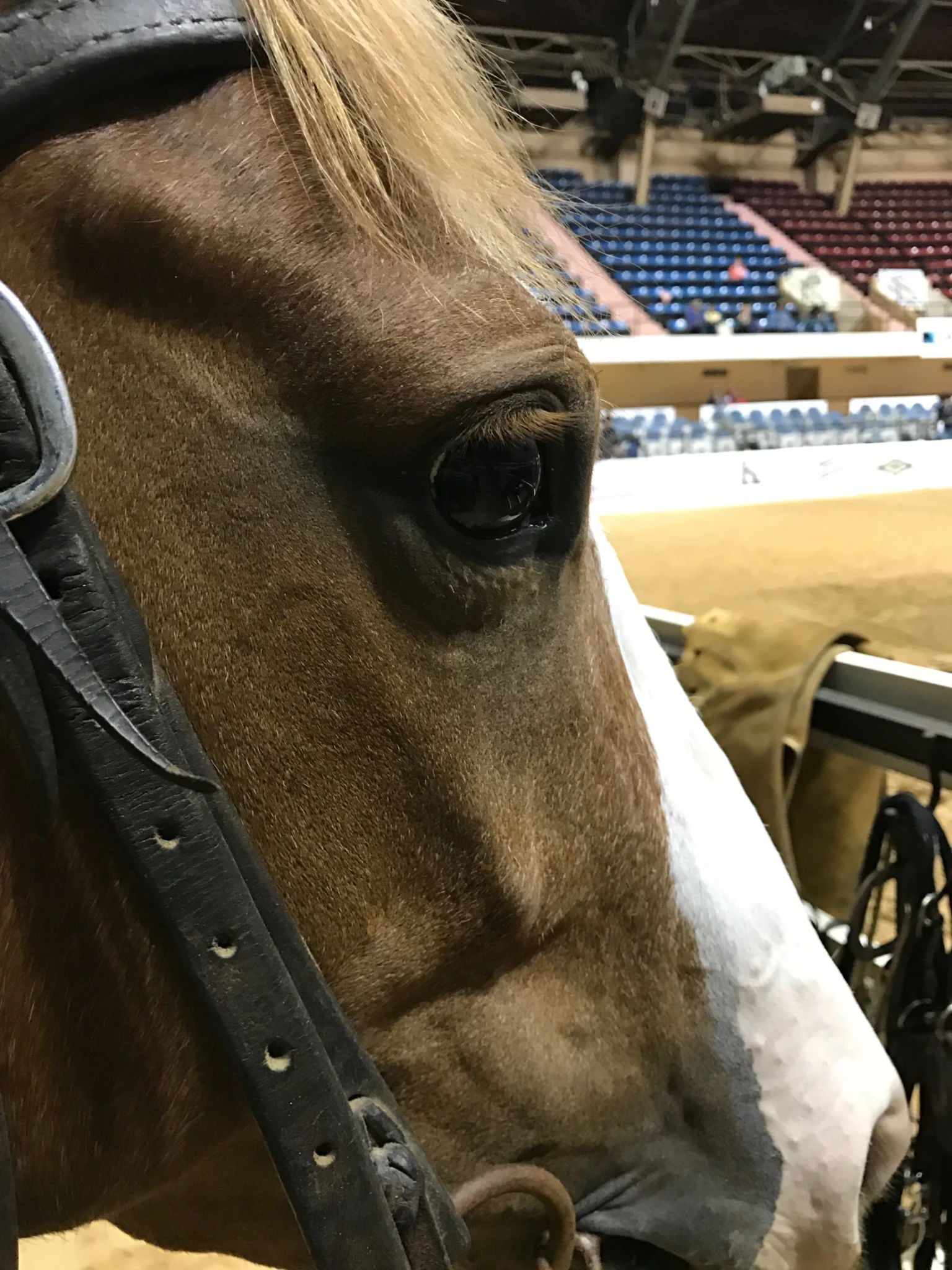 Close-up profile of a chestnut horse with a flaxen mane wearing a leather bridle, with an empty indoor arena and tiered seating visible in the background.