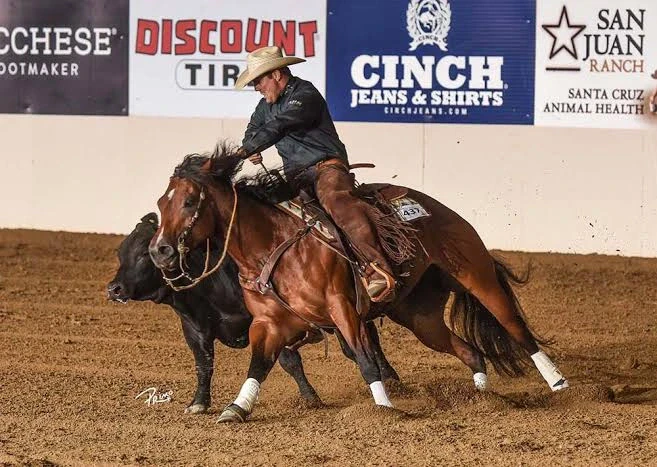 A bay horse with white hind socks works a black cow in an indoor arena while a rider in a cowboy hat and chaps sits deep in the saddle with a competitor number on the pad.