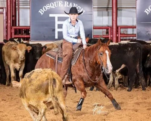 A rider in a black cowboy hat and chaps sits on a sorrel horse with a blaze working cattle in an indoor arena, with several cows nearby and signage in the background.