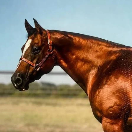 A dark bay horse with a white blaze wearing a leather halter stands outdoors in profile against a blurred grassy pasture background.