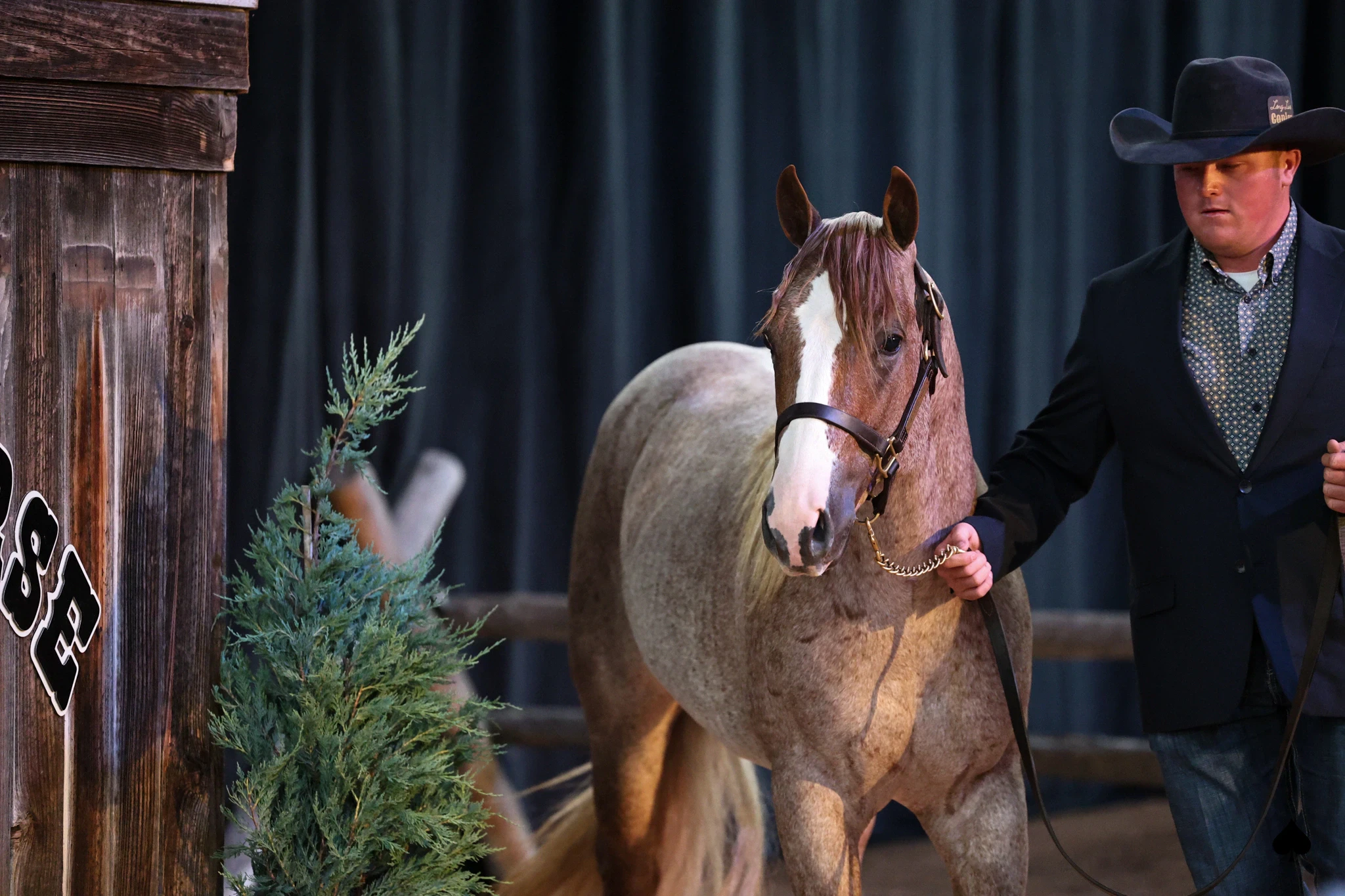 A red roan horse with a wide white blaze and leather show halter is led by a man wearing a black cowboy hat and dark jacket, standing near a wooden backdrop and a potted evergreen in an indoor show setting.
