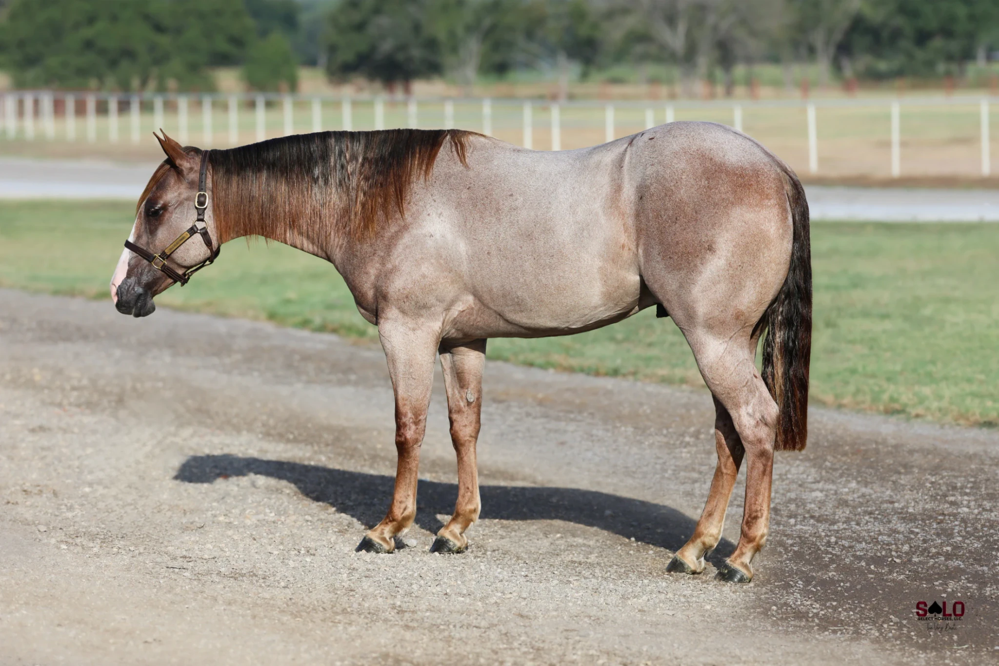 Jus My Type, Cuff It's Full Brother Sells On Saturday