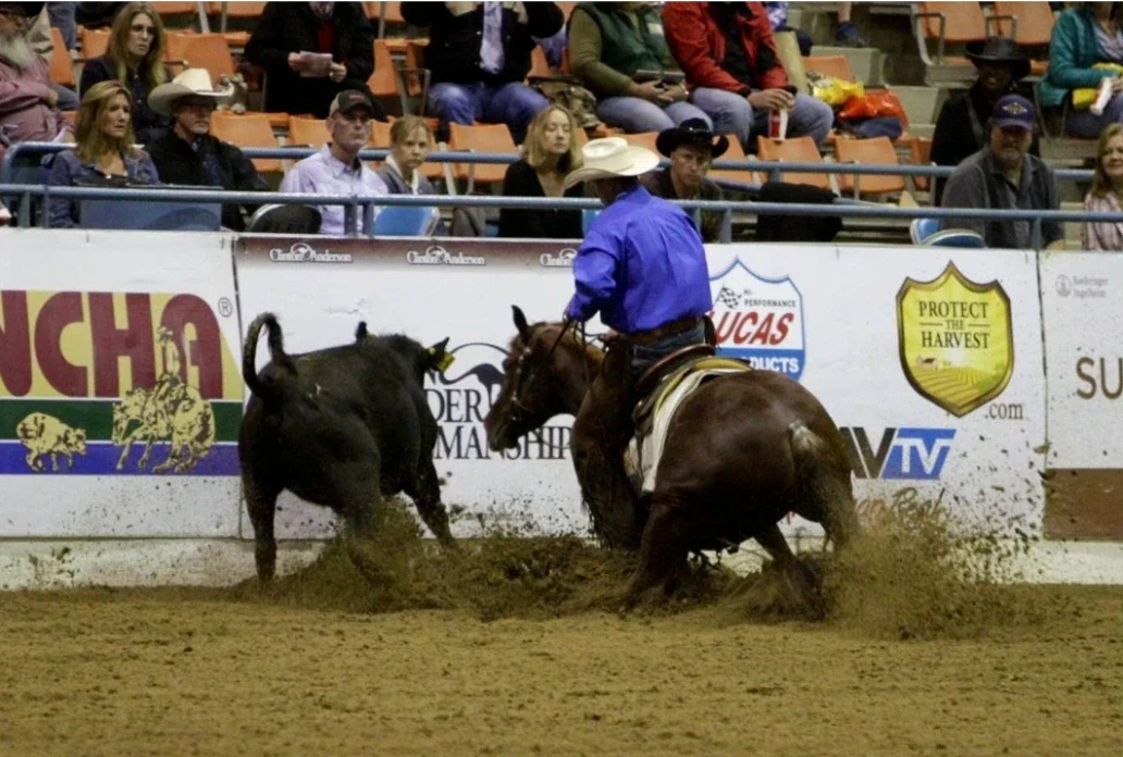A rider in a blue shirt and light cowboy hat works a dark cow on a sorrel horse in a dirt arena as the horse stops hard and kicks up dirt in front of spectators seated in the stands.