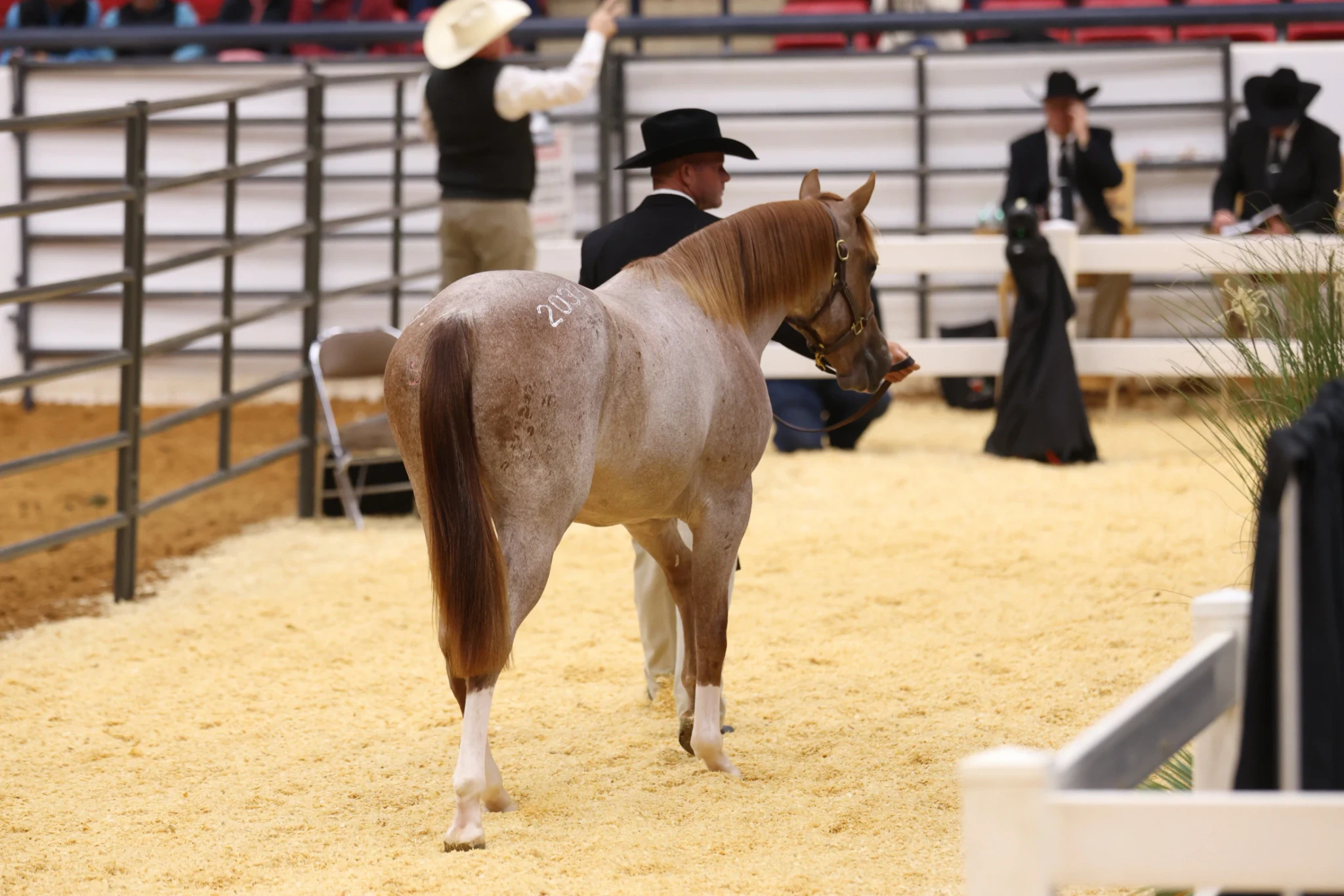 Hip No. 2033 Sean Connerey Tops Solo Select's Day One Consignments at $80,000