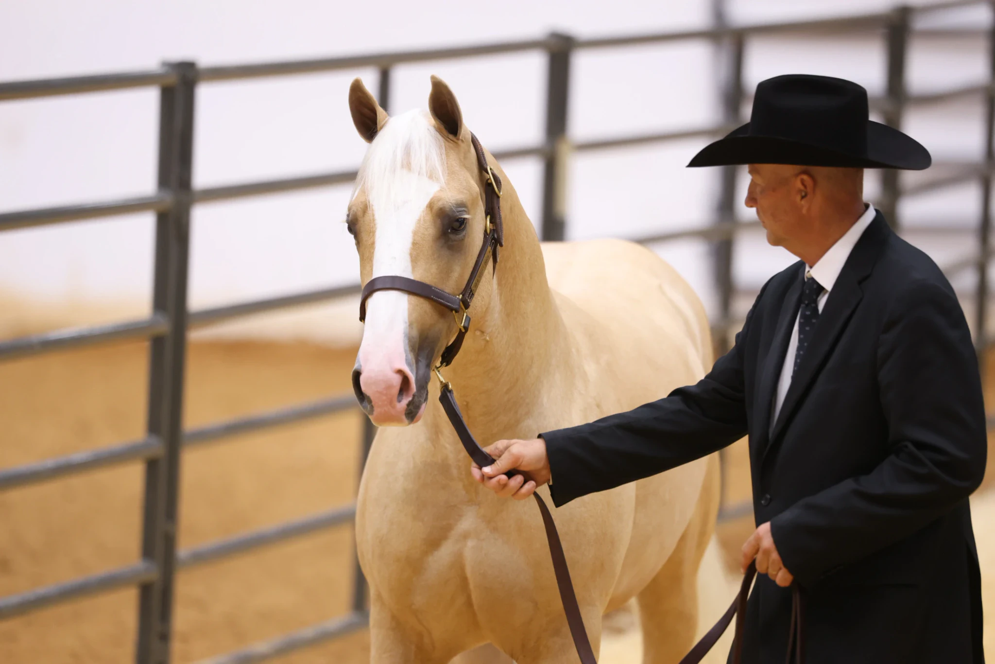 Hip No. 3146 Yella Belly Tops Solo Select's Day Two Consignments at $150,000