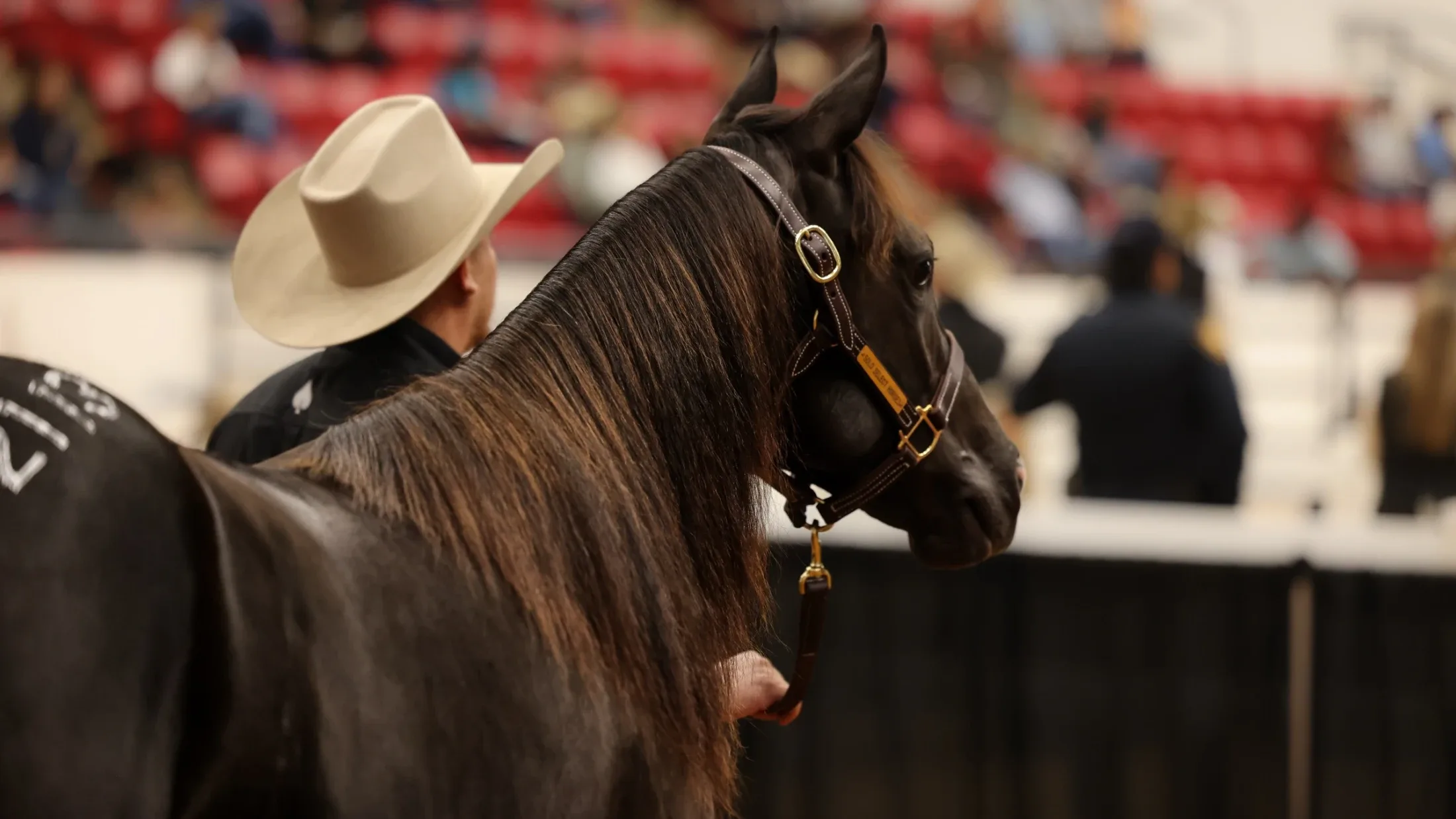Black Magic Woman, an offspring of Carrera Cat