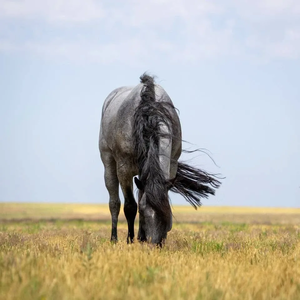 Bleu On Black, blue roan stallion at Solo Select Horses — photo 3