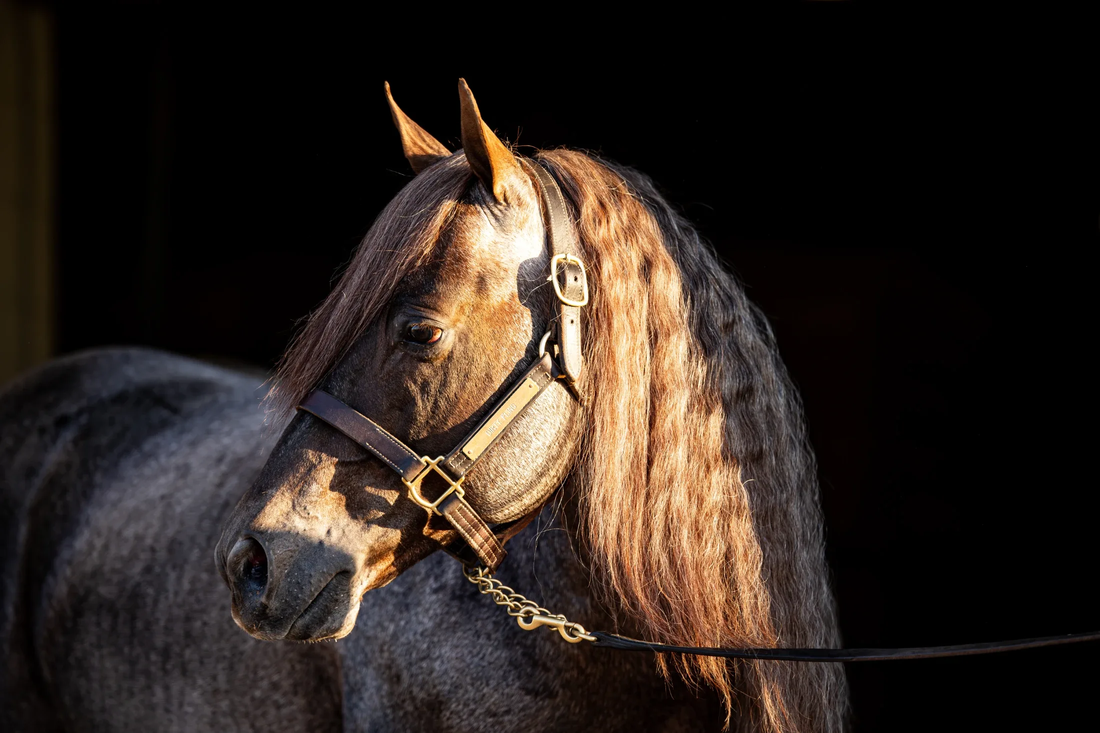 Dirty Fling, homozygous red roan roping stallion at Solo Select Horses — photo 2