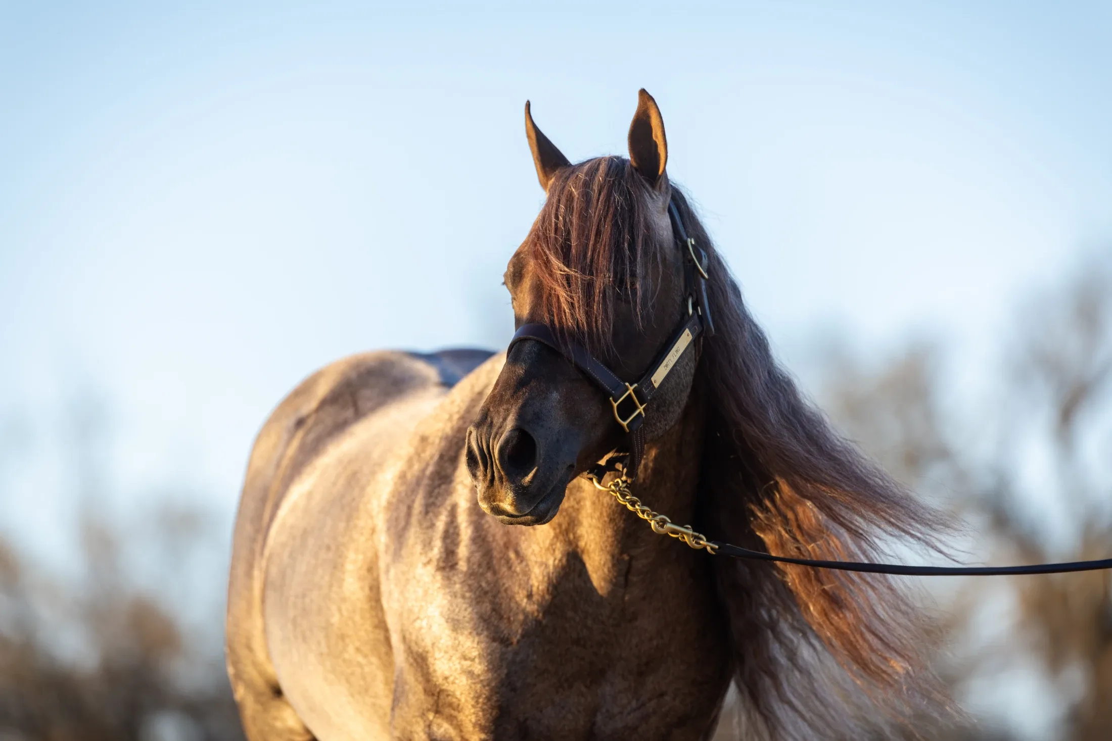 Dirty Fling, homozygous red roan roping stallion at Solo Select Horses — photo 1