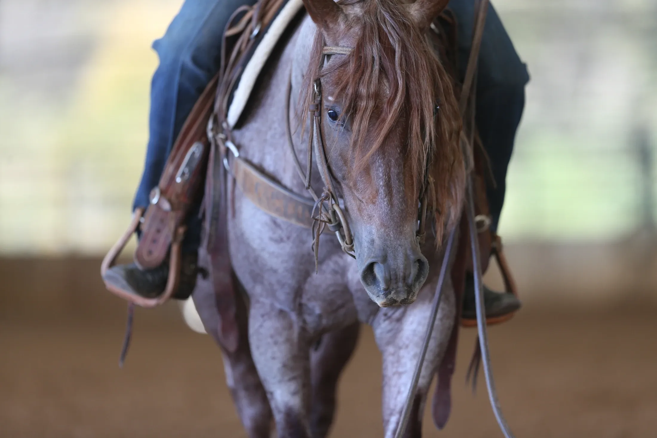 Dirty Fling, homozygous red roan roping stallion at Solo Select Horses — photo 6
