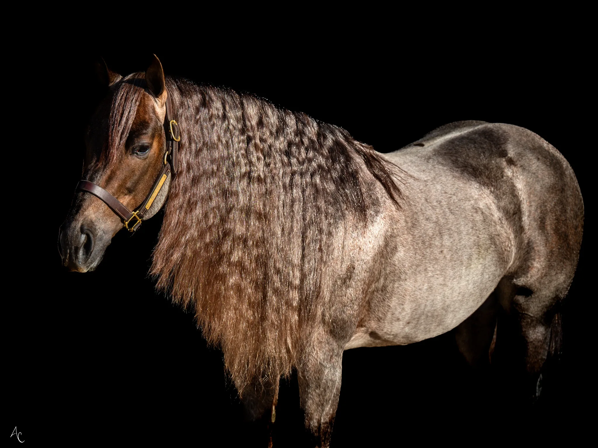 Dirty Fling, homozygous red roan roping stallion at Solo Select Horses — photo 4