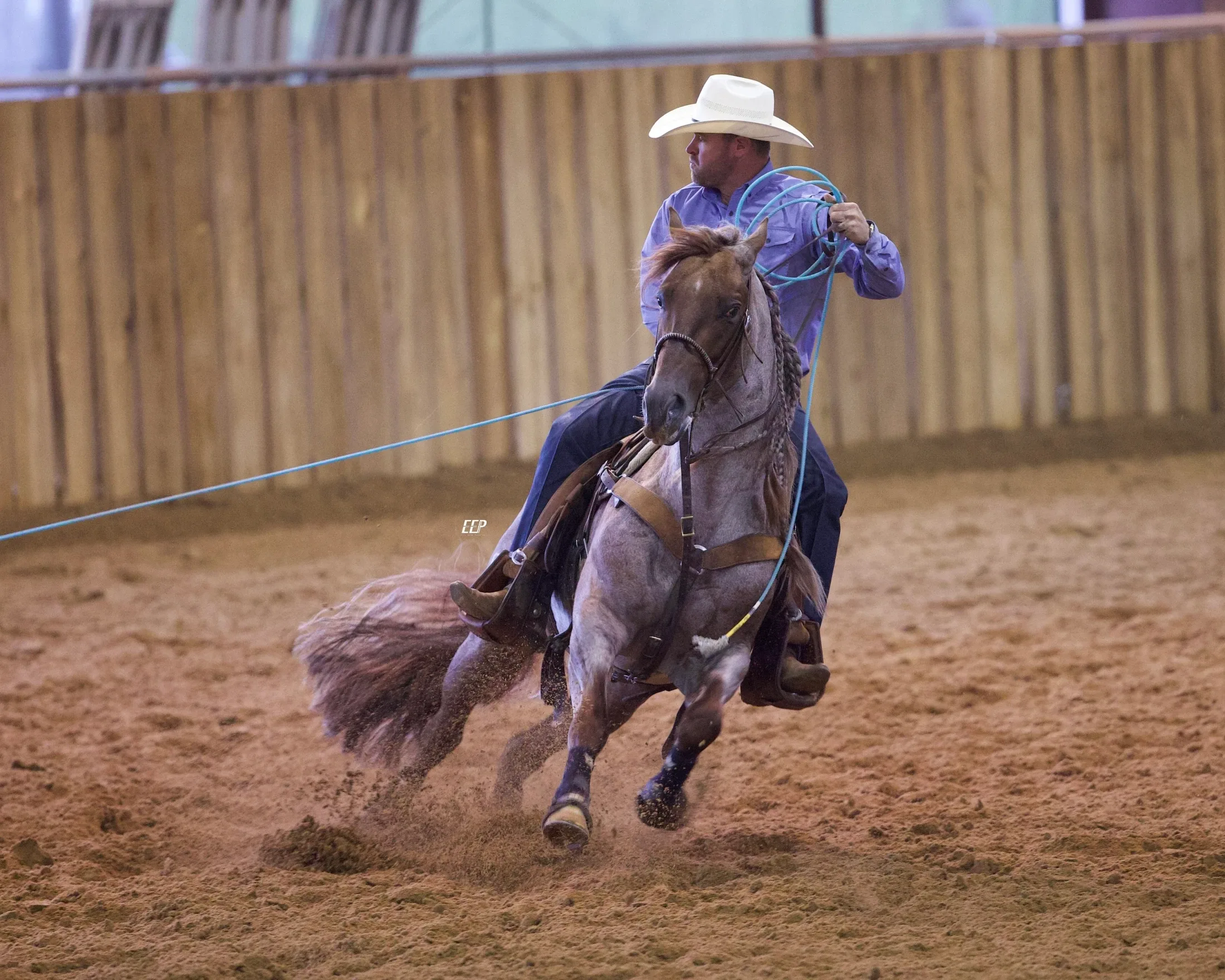 Dirty Fling, homozygous red roan roping stallion at Solo Select Horses — photo 5