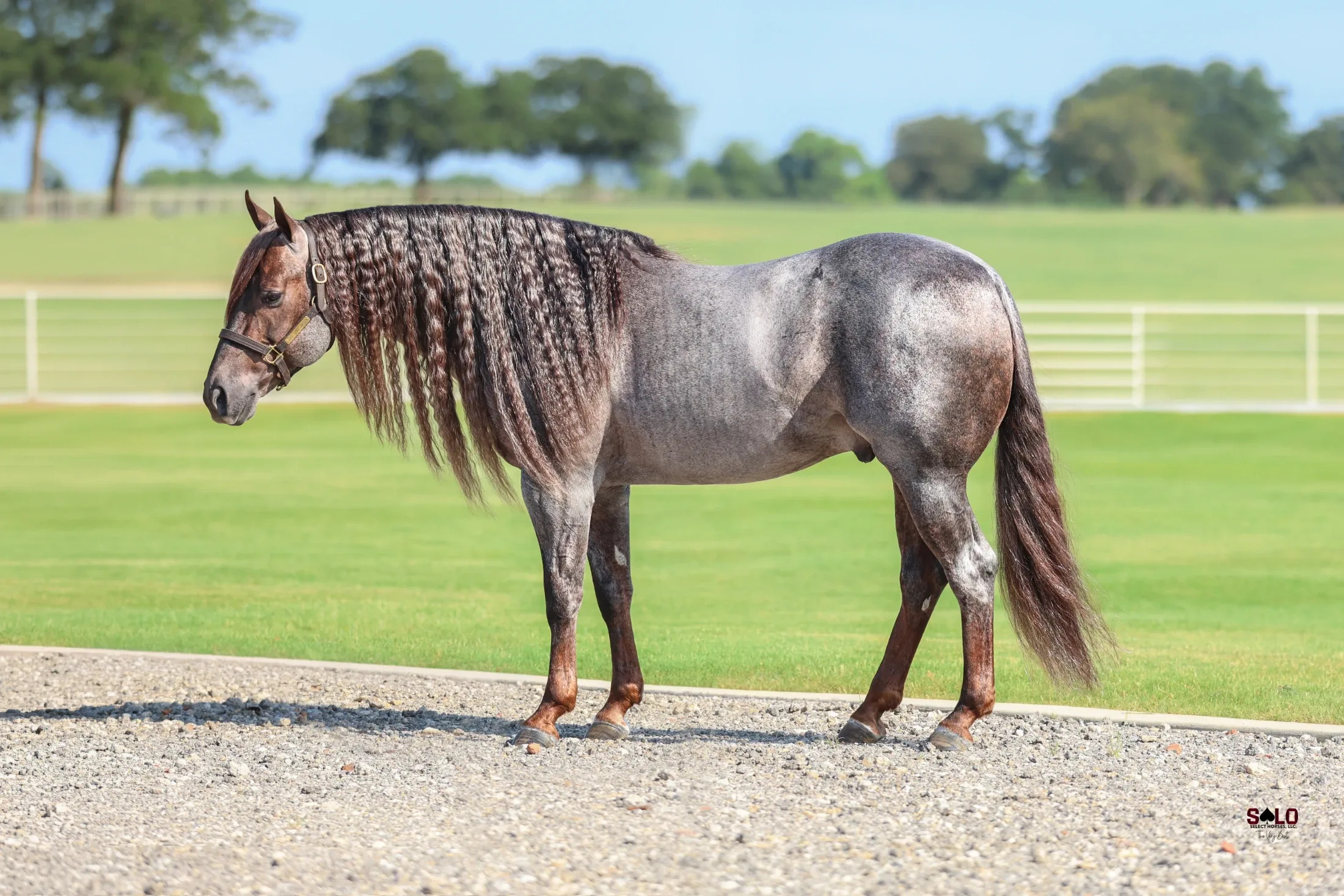 Dirty Fling, homozygous red roan roping stallion at Solo Select Horses — photo 3