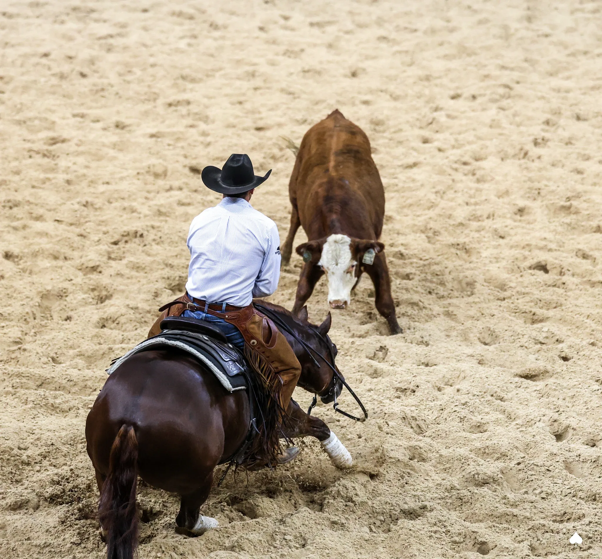 LBR Hangem, sorrel cutting stallion at Solo Select Horses — photo 6