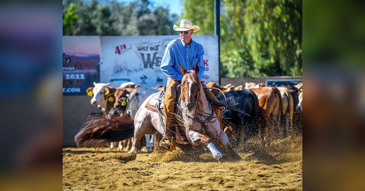 Metallics MVP to Stand at Solo Select for 2025 — Solo Select Horses