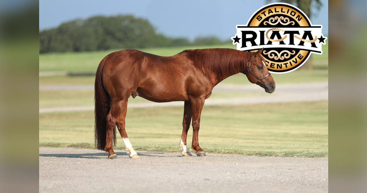 The Animal Joins Riata Incentive: $3.6M Eligible — Solo Select Horses