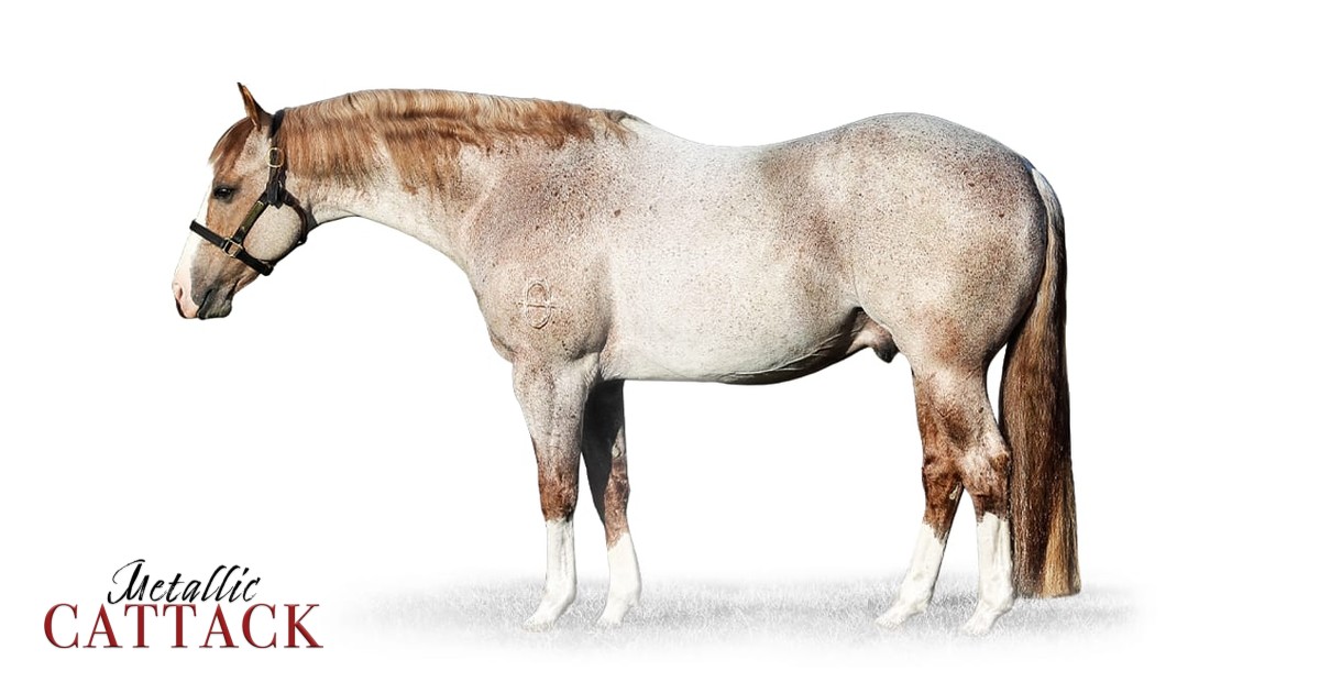 Metallic Cattack | Metallic Cat Stallion | Solo Select